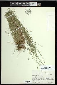 Carex leptalea subsp. harperi image