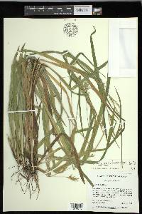 Carex lonchocarpa image