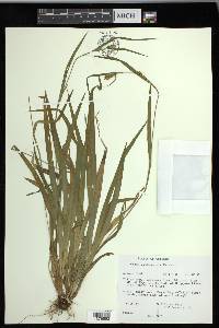 Carex leptonervia image