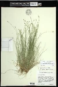 Carex leptalea subsp. harperi image