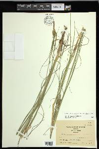 Carex lenticularis image