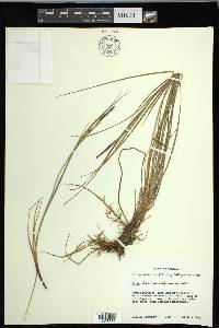 Carex lenticularis var. lenticularis image