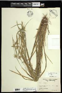 Carex lonchocarpa image