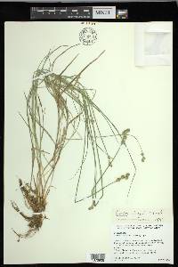 Carex longii image