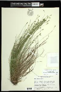 Carex leptalea subsp. harperi image