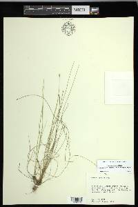 Carex leptalea subsp. harperi image