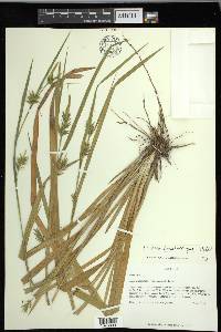 Carex lonchocarpa image