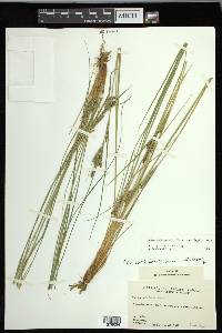 Carex lenticularis var. lenticularis image