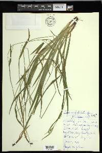 Carex leptonervia image