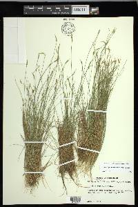 Carex leptalea subsp. leptalea image