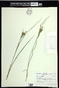 Carex lenticularis var. lenticularis image