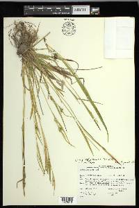 Carex leptonervia image