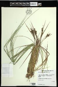 Carex lenticularis image