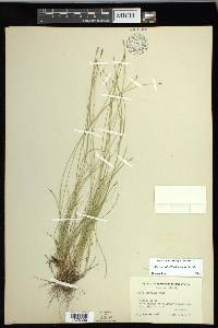 Carex leptalea subsp. leptalea image