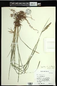 Carex kelloggii image