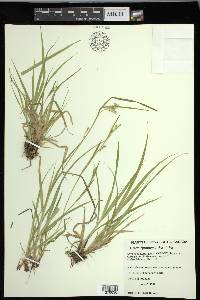 Carex leptonervia image