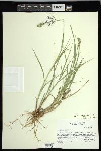 Carex longii image