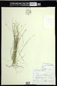 Carex leptalea subsp. leptalea image