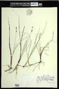 Carex livida image
