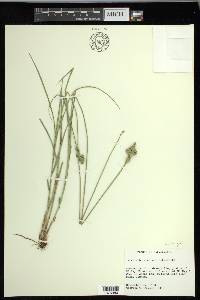 Carex longii image