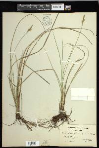 Carex livida image