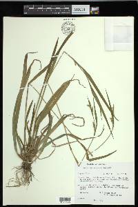 Carex leptonervia image