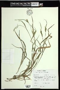 Carex leptonervia image