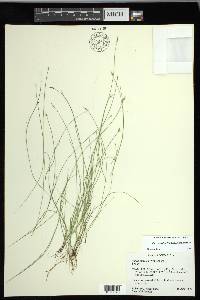 Carex leptalea subsp. leptalea image