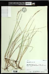 Carex livida image