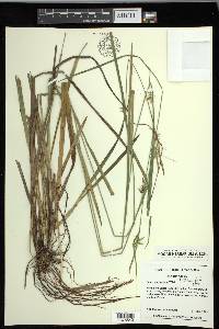 Carex lonchocarpa image