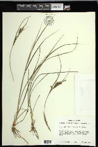 Carex lenticularis image