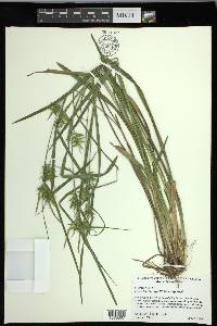 Carex lonchocarpa image