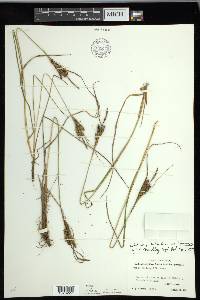 Carex kelloggii image