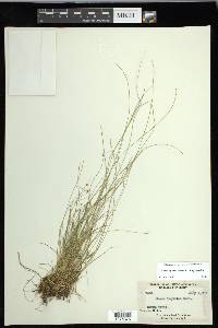 Carex leptalea subsp. leptalea image