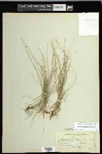 Carex leptalea subsp. leptalea image