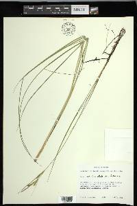 Carex lenticularis var. lenticularis image