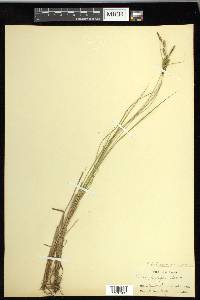 Carex kelloggii image