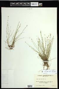 Carex leptalea subsp. leptalea image