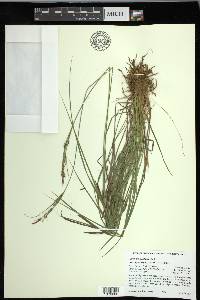 Carex kelloggii image