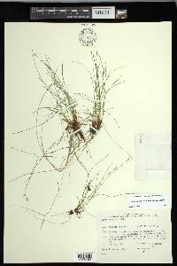 Carex leptalea subsp. leptalea image