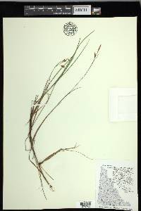 Carex limosa image