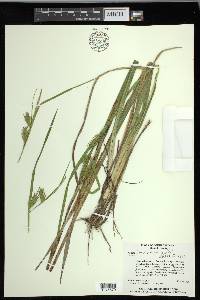 Carex lonchocarpa image