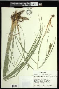 Carex kelloggii image