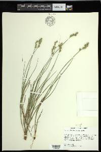 Carex longii image