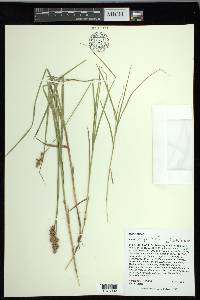 Carex longii image