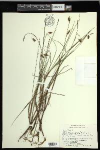 Carex limosa image