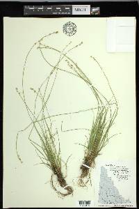 Carex loliacea image