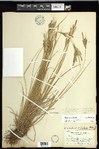 Carex lenticularis var. lenticularis image