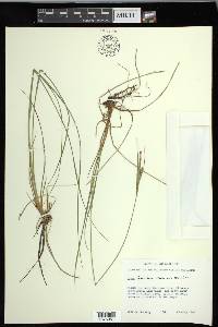 Carex lenticularis var. lenticularis image