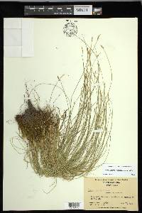 Carex leptalea subsp. leptalea image